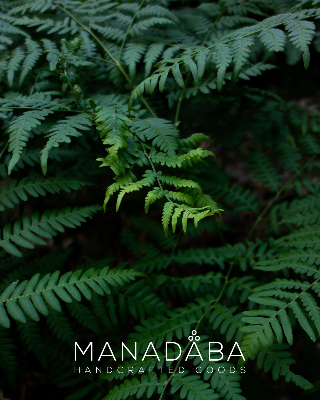 MANADABA